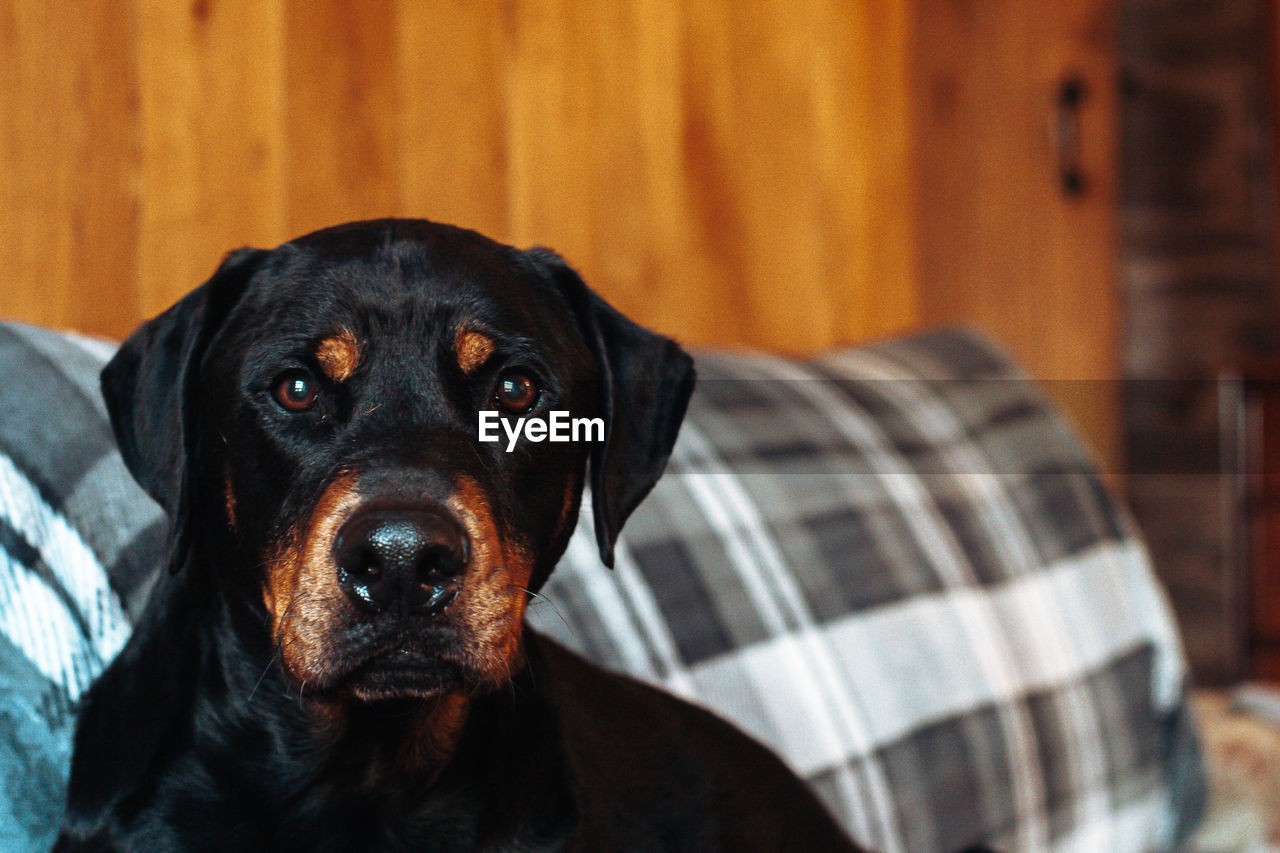 Close-up portrait of black dog