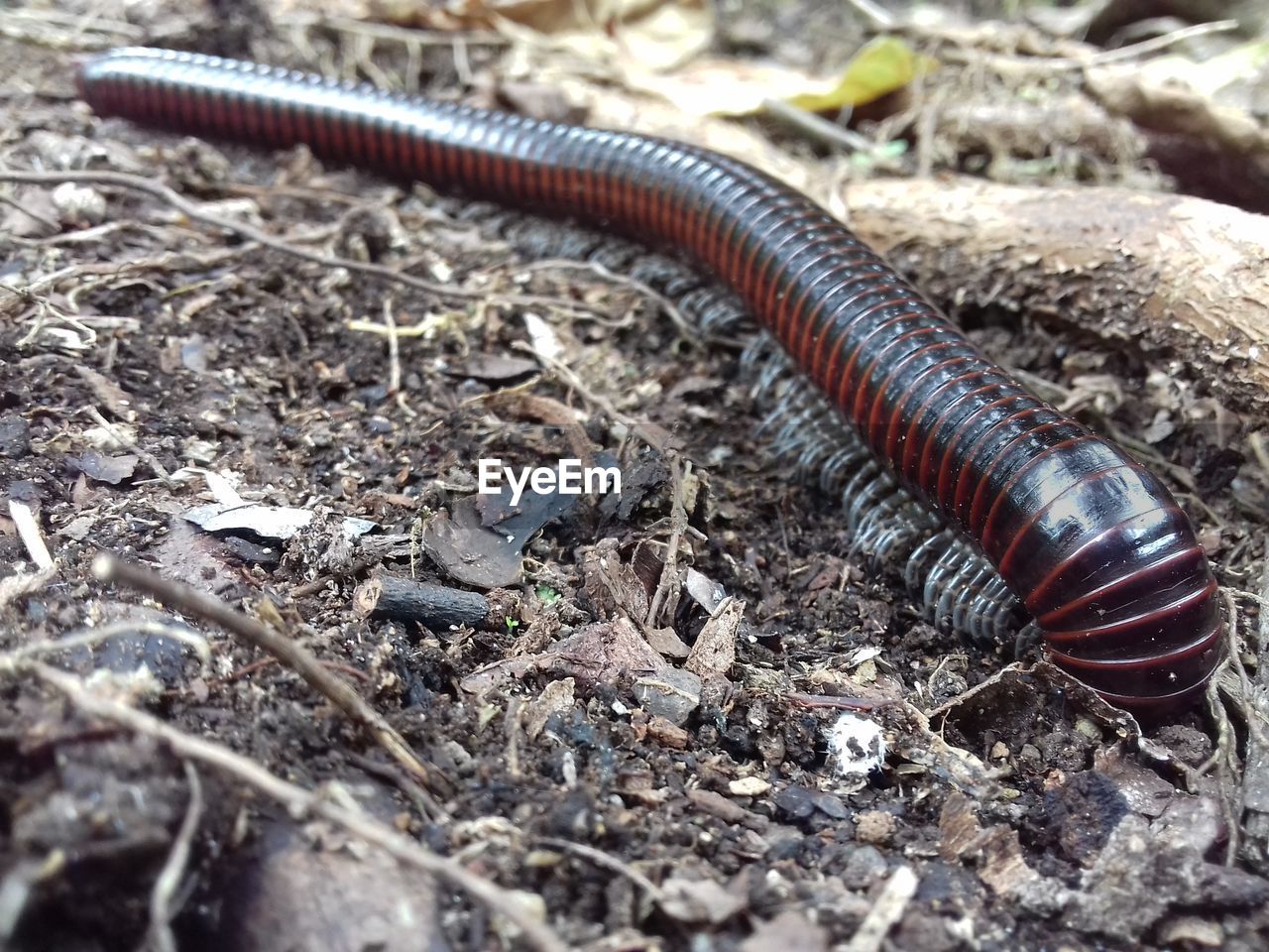 CLOSE-UP OF INSECT ON FLOOR