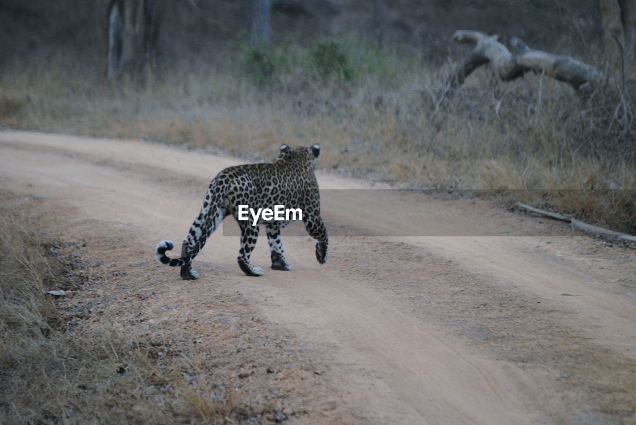 Full length of a leopard walking