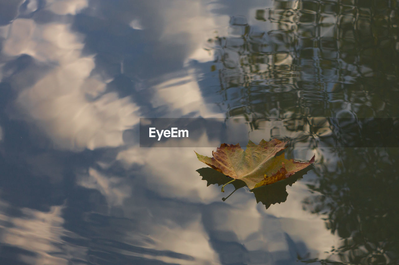 reflection, leaf, plant part, nature, sky, cloud, sunlight, water, autumn, no people, day, morning, outdoors, tree, beauty in nature, lake, flower, plant, tranquility