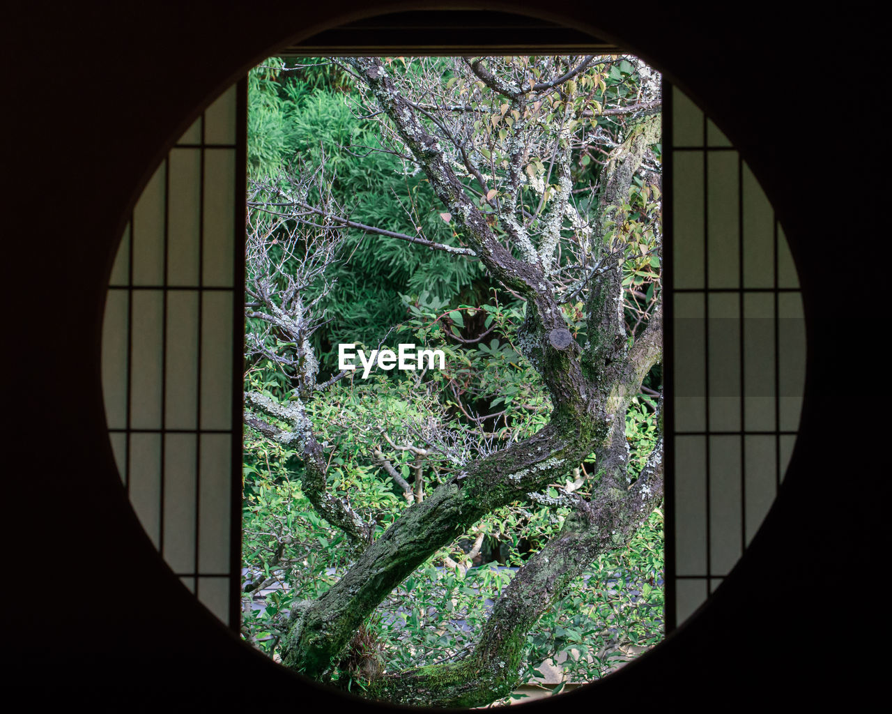 Trees at japanese zen garden seen through circular shape window