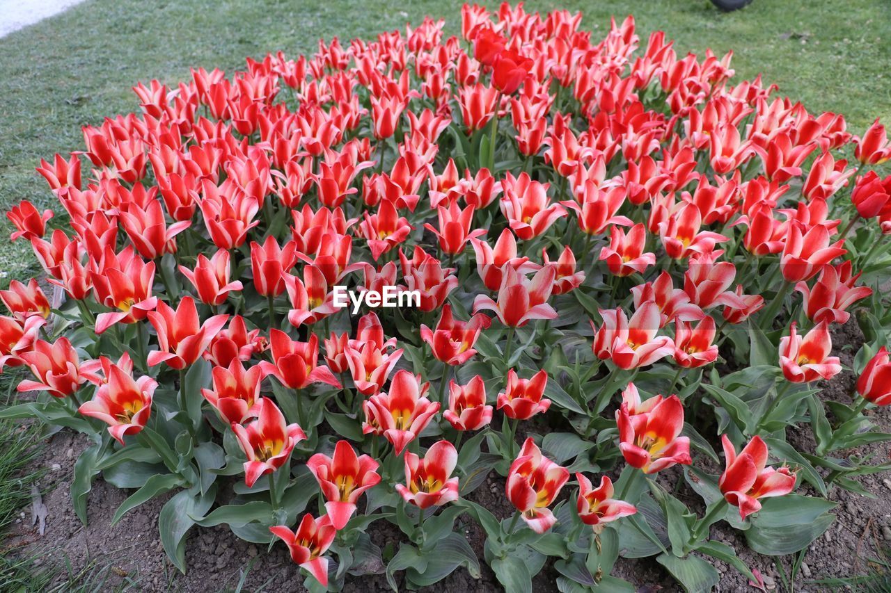 HIGH ANGLE VIEW OF RED TULIPS IN FIELD