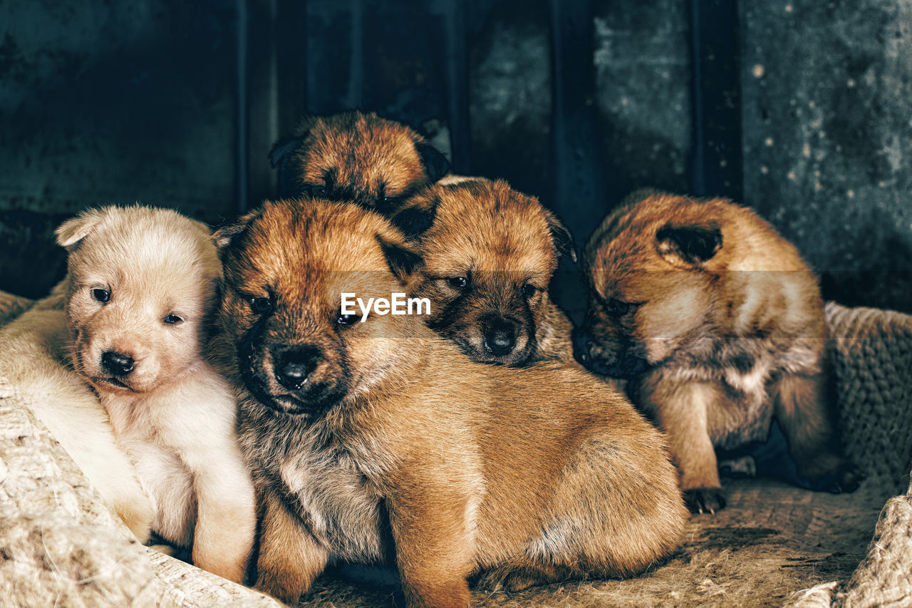 Close-up of puppies against wall