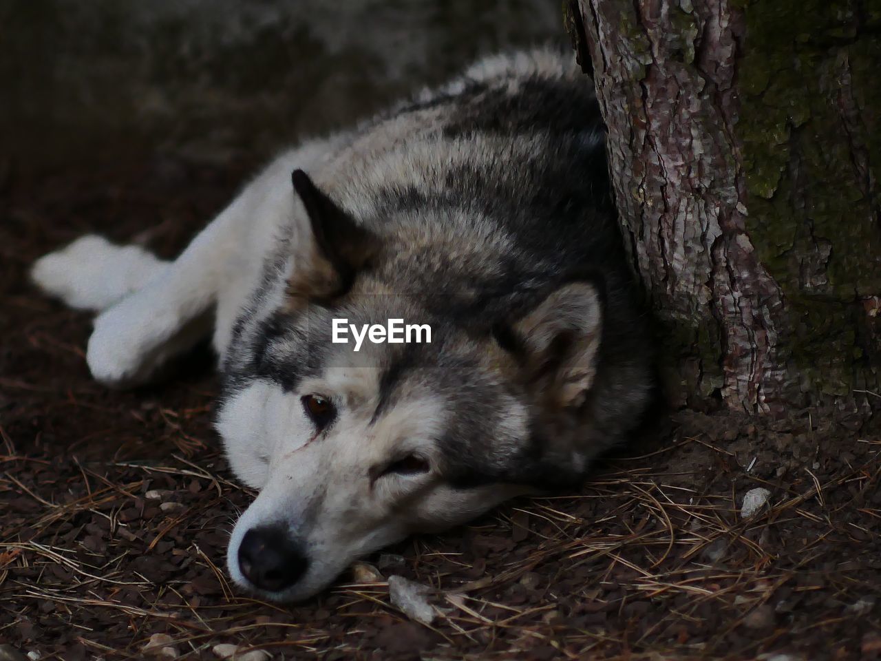 animal, animal themes, mammal, one animal, dog, wolf, relaxation, no people, canine, pet, animal wildlife, lying down, wolfdog, resting, domestic animals, nature, wildlife, sleeping, tree, siberian husky, animal body part, outdoors, land, tree trunk