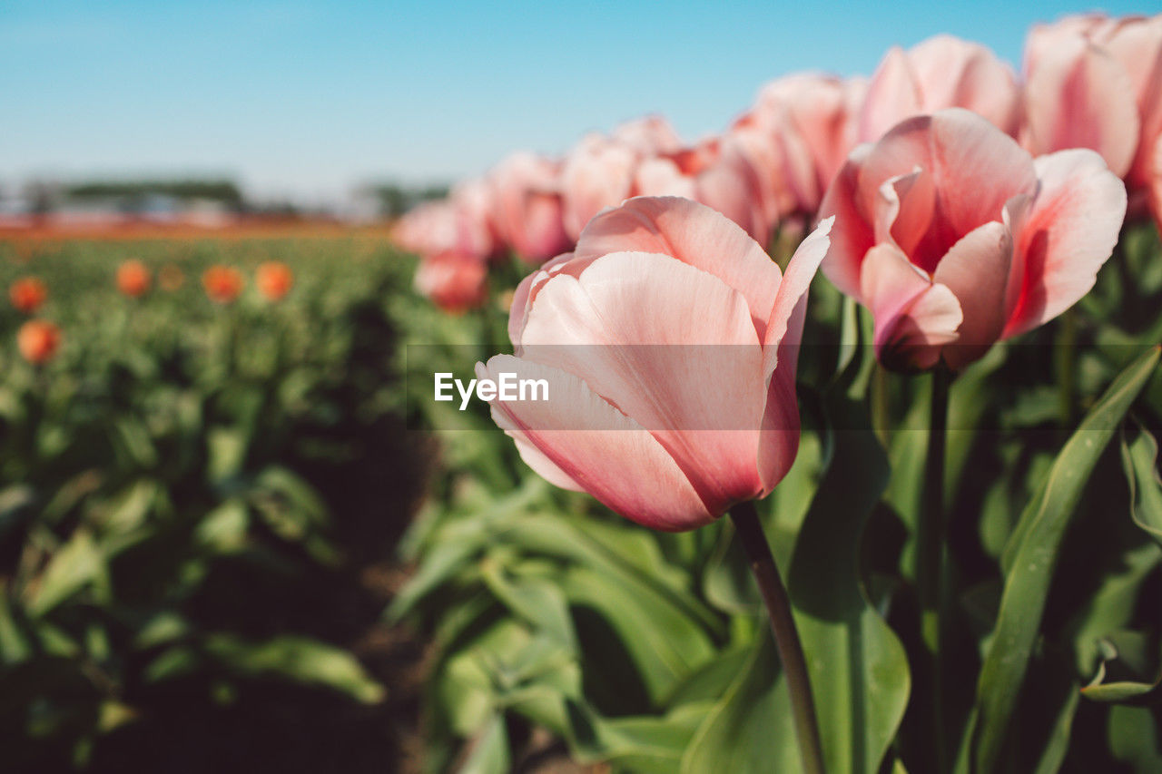 plant, flower, flowering plant, beauty in nature, freshness, pink, nature, growth, petal, close-up, fragility, flower head, inflorescence, sky, focus on foreground, tulip, no people, leaf, plant part, day, outdoors, springtime, landscape, botany, sunlight, field, plant stem, blossom, land, agriculture, bud