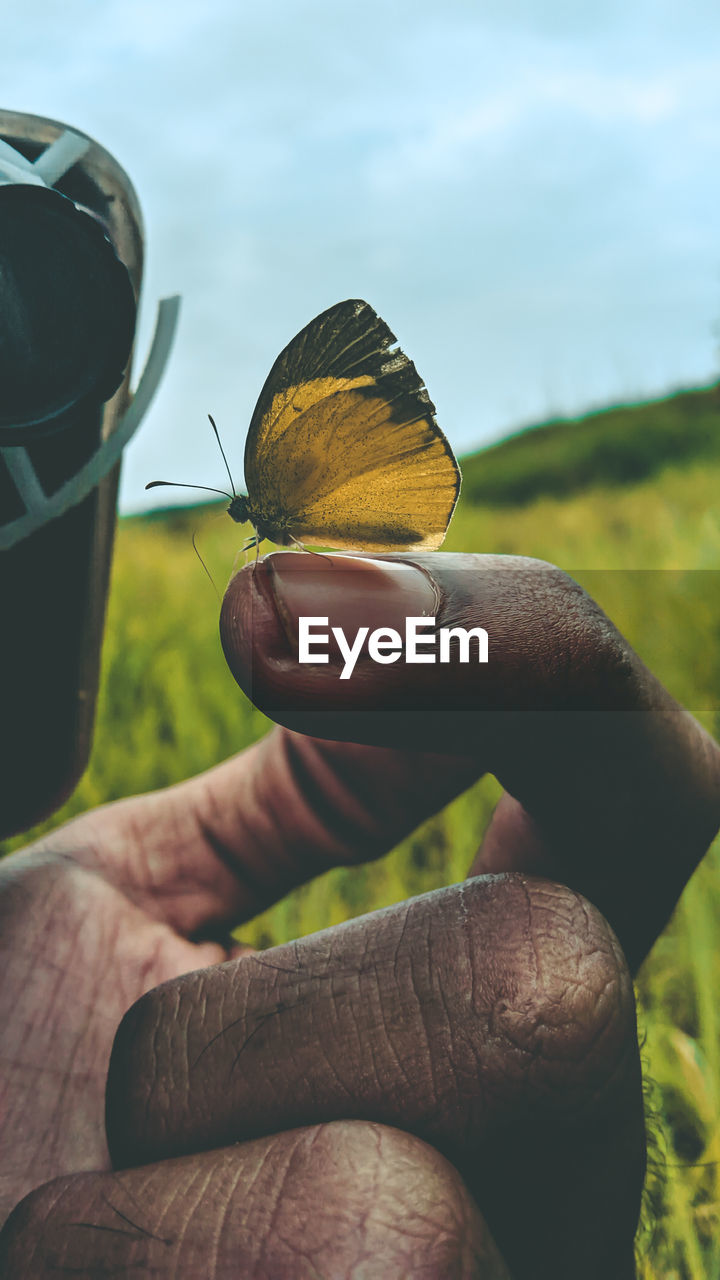 Cropped hand holding butterfly against sky