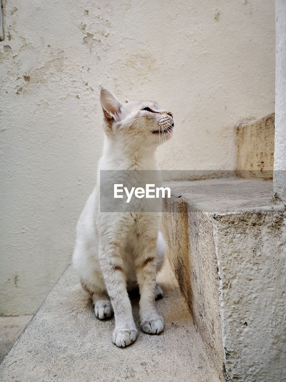 WHITE CAT SITTING AGAINST WALL