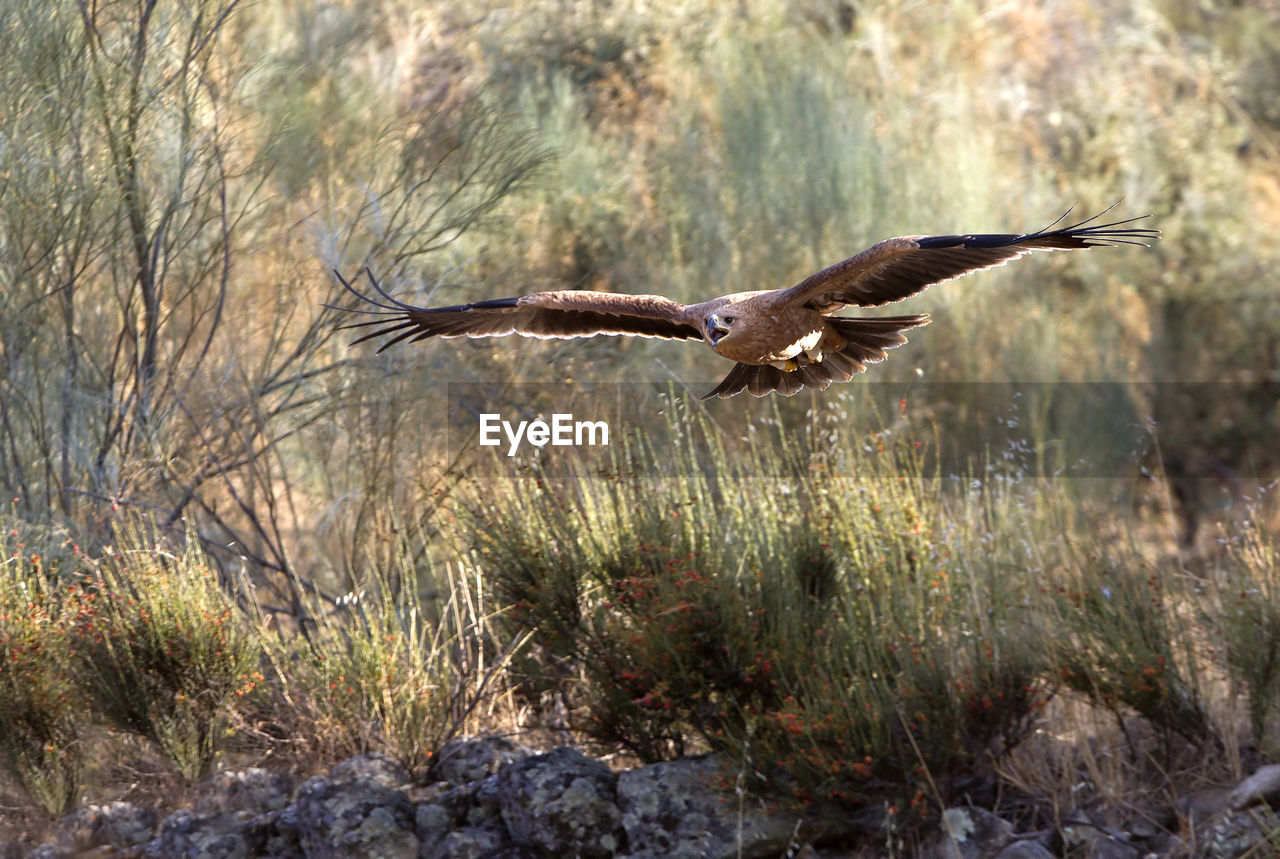 SIDE VIEW OF A BIRD FLYING OVER A FOREST