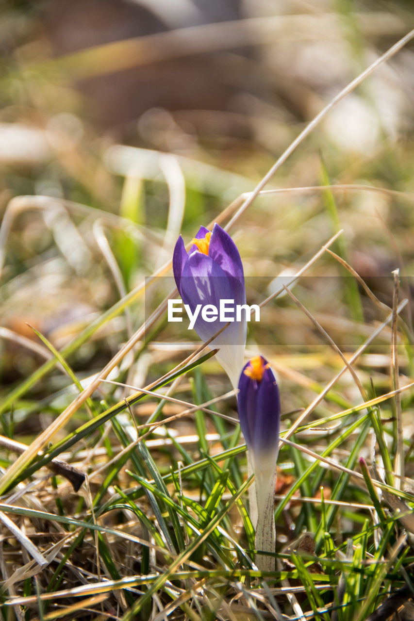 plant, flower, flowering plant, beauty in nature, nature, crocus, freshness, purple, fragility, close-up, growth, green, iris, petal, flower head, springtime, grass, no people, macro photography, inflorescence, wildflower, focus on foreground, land, leaf, day, outdoors, field, yellow, blossom