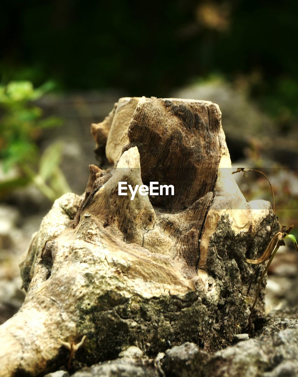 CLOSE-UP OF TREE BARK