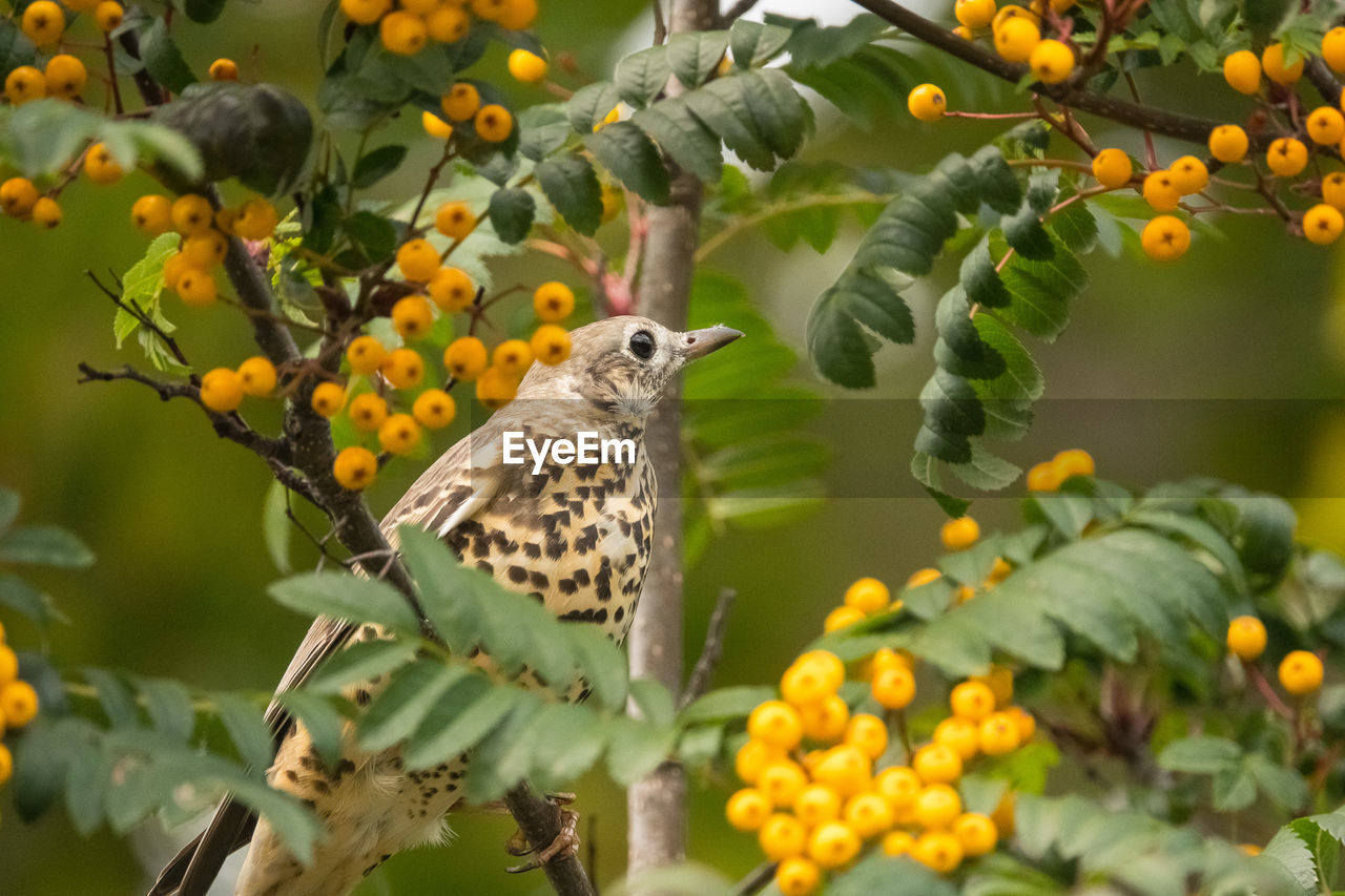 VIEW OF BIRDS PERCHING ON TREE