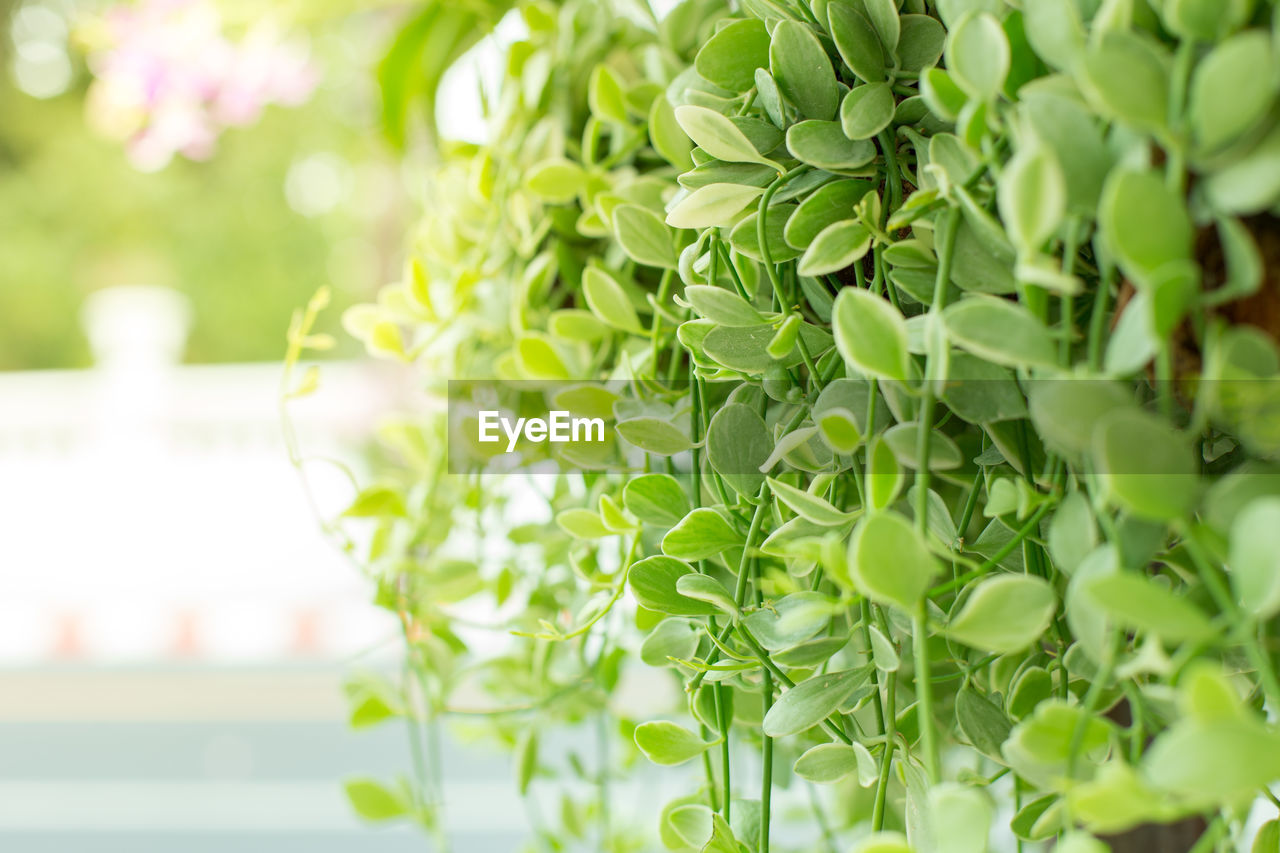 CLOSE-UP OF FRESH GREEN PLANTS