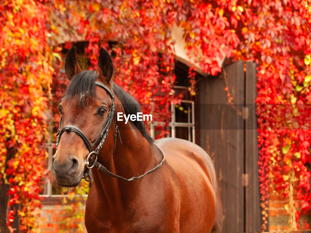 HORSE IN A RED AUTUMN