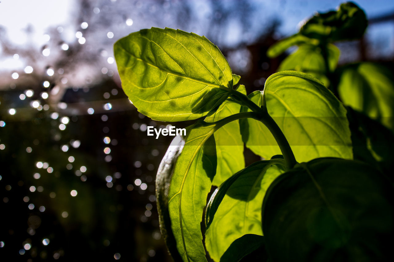 green, nature, leaf, plant part, macro photography, sunlight, water, yellow, plant, flower, drop, close-up, branch, freshness, wet, tree, beauty in nature, outdoors, no people, focus on foreground, growth, rain, environment, light, day, grass, food and drink, selective focus, sky, fragility