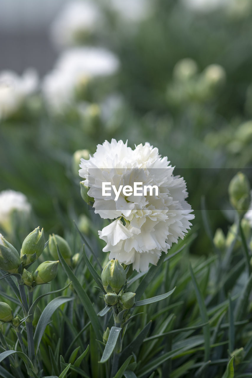 CLOSE-UP OF WHITE FLOWERING PLANT