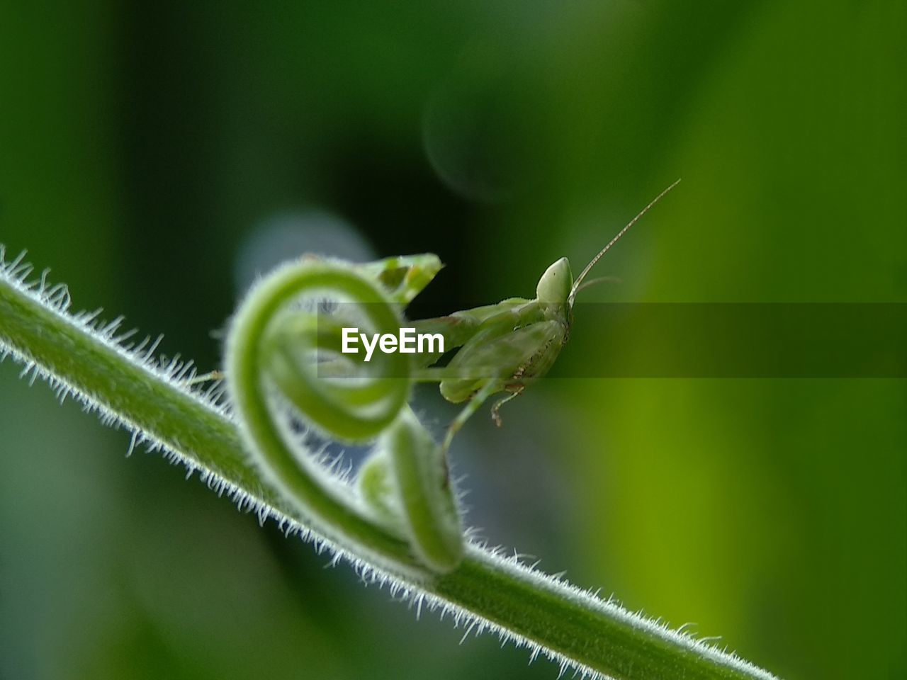 Close-up of insect on leaf