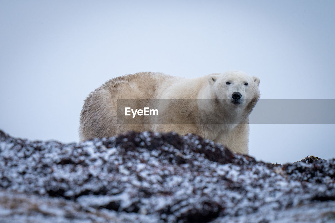 Polar bear stands behind ridge eyeing camera