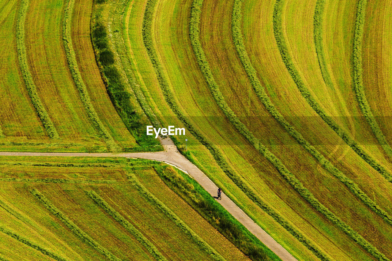 Scenic view of agricultural field