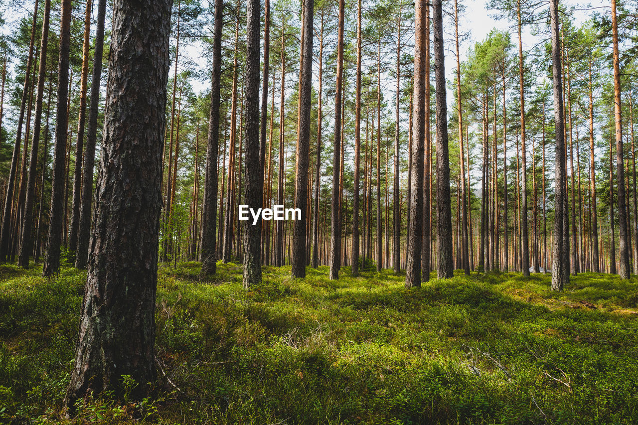 Pine trees in forest in spring