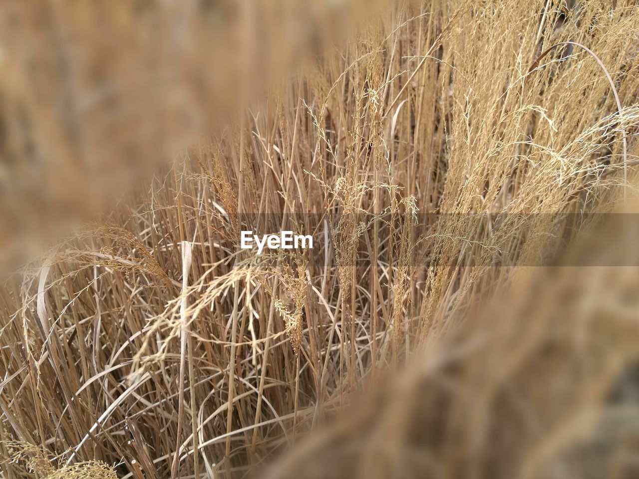 CLOSE-UP OF WHEAT FIELD