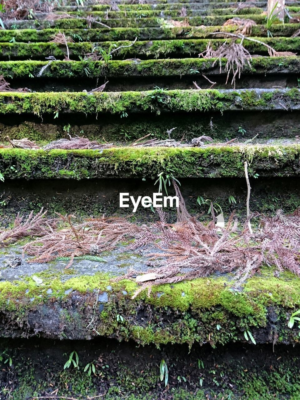 FULL FRAME SHOT OF IVY GROWING OUTDOORS