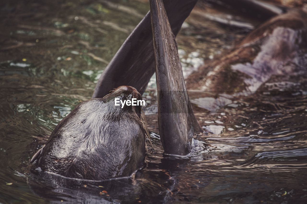 VIEW OF A BIRD DRINKING WATER FROM A LAKE