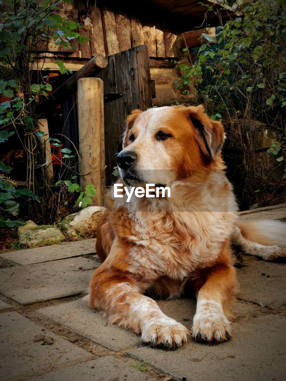 DOG LOOKING AWAY WHILE SITTING ON STONE WALL