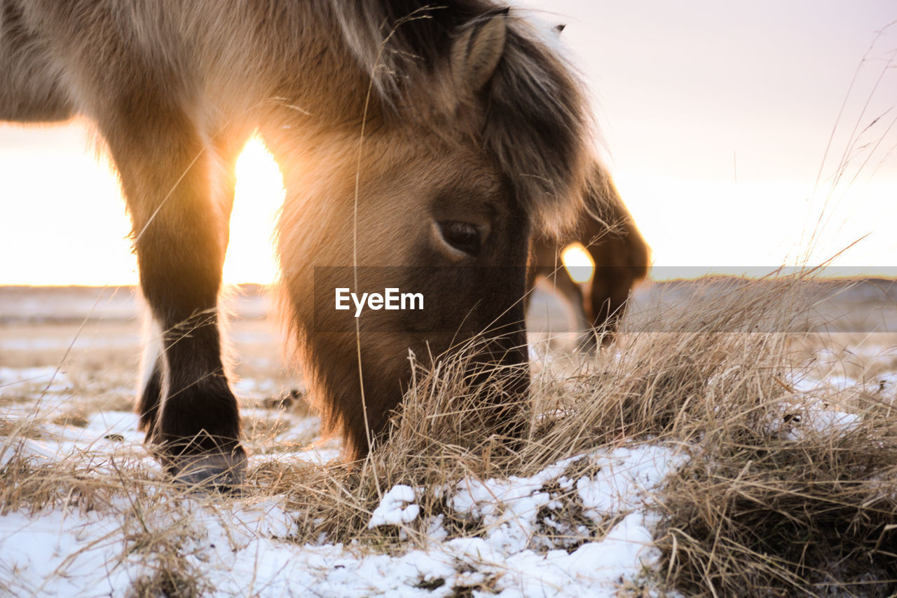 CLOSE-UP OF COW STANDING ON FIELD AGAINST SKY