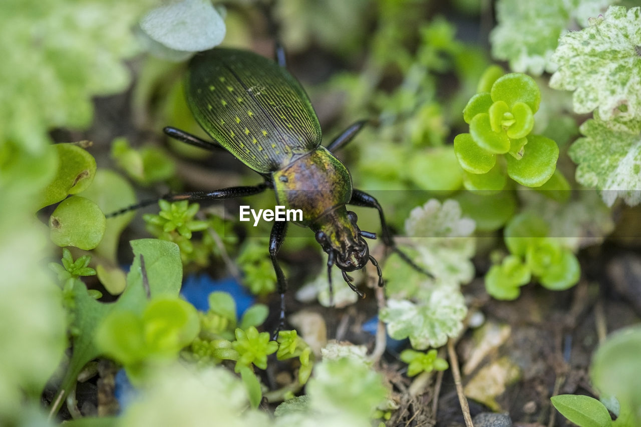 Close-up of green beetle amidst leaves on rock