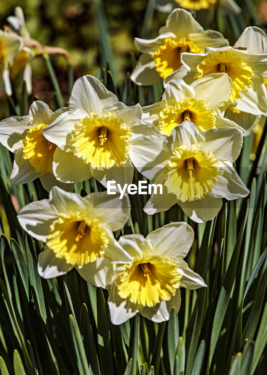 flower, flowering plant, plant, narcissus, beauty in nature, freshness, yellow, petal, fragility, close-up, flower head, growth, inflorescence, nature, daffodil, focus on foreground, no people, pollen, day, outdoors, springtime, white, blossom, botany, meadow