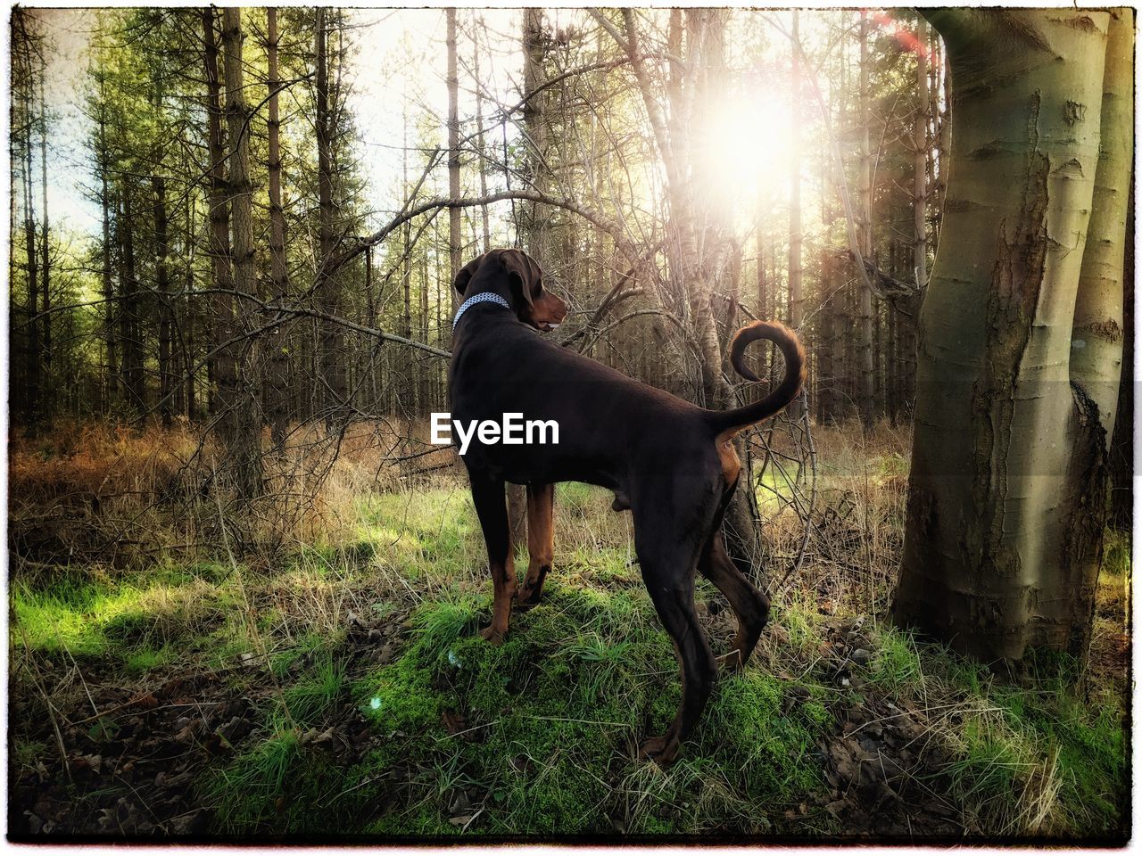 Dog amidst trees on field