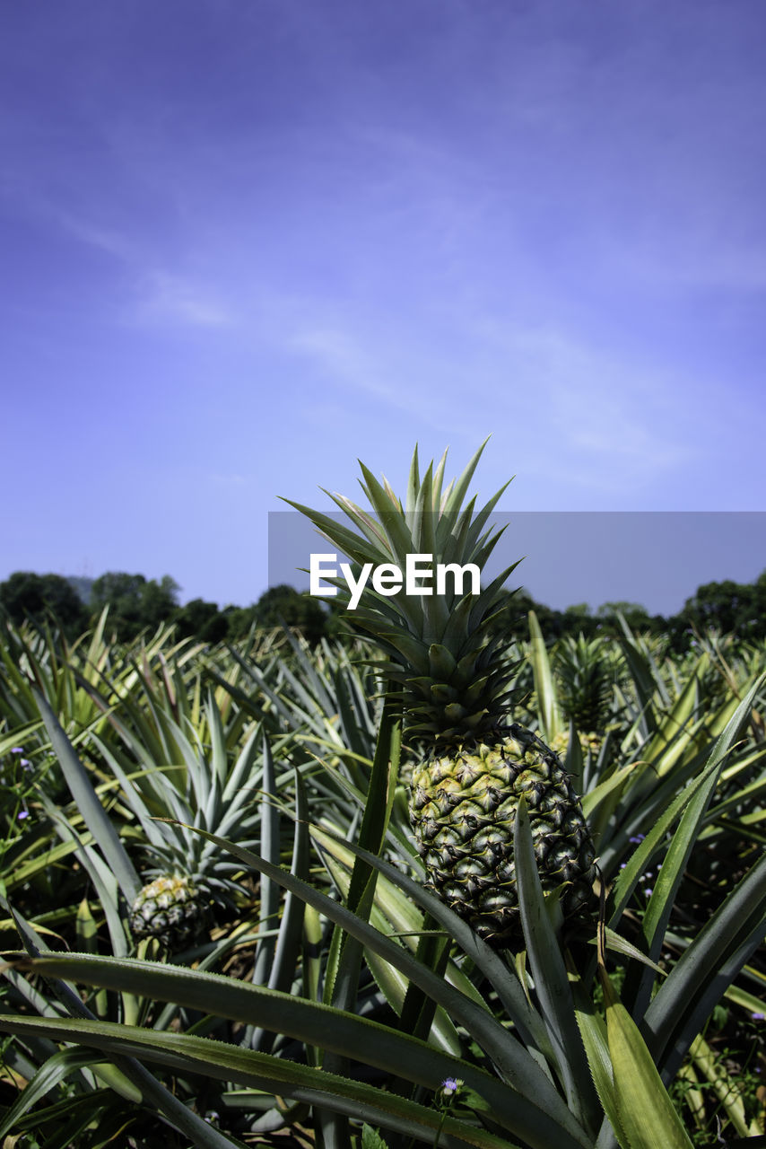 Pineapples growing in farm against blue sky