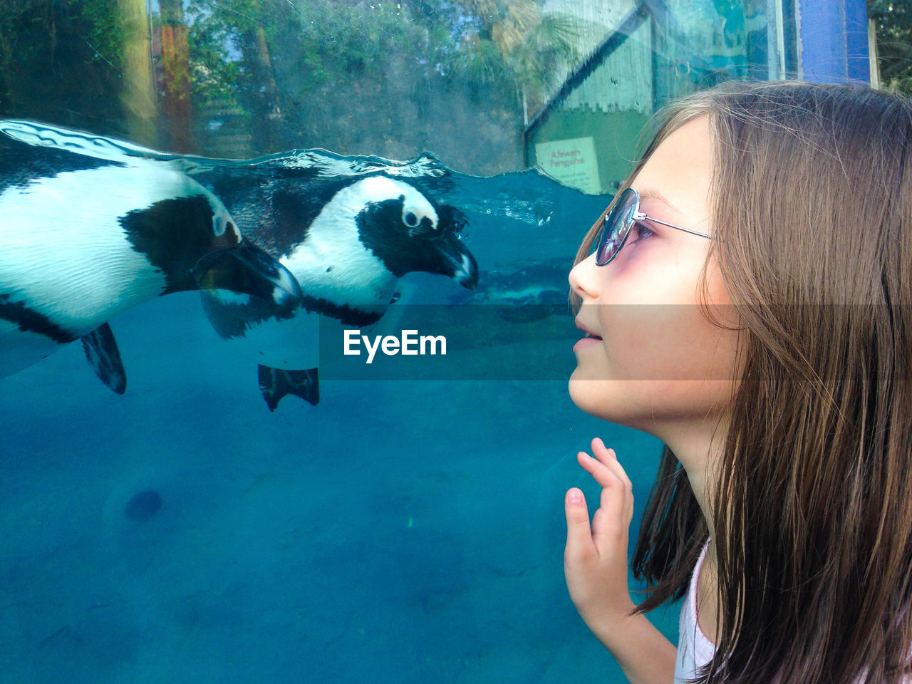 Close-up of child with penguin at busch gardens in tampa bay florida