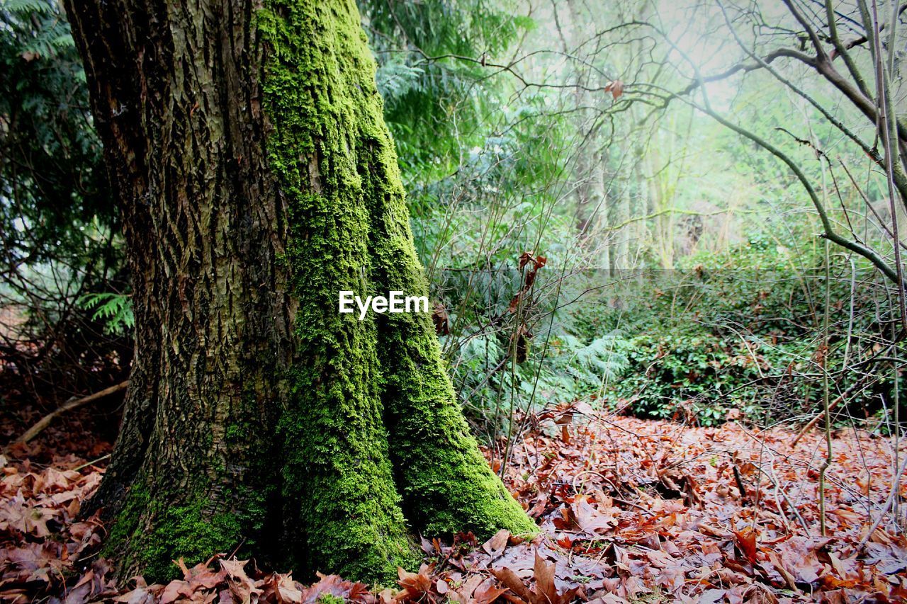 Tree covered with moss