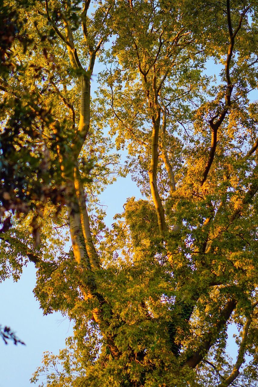 LOW ANGLE VIEW OF TREE IN AUTUMN