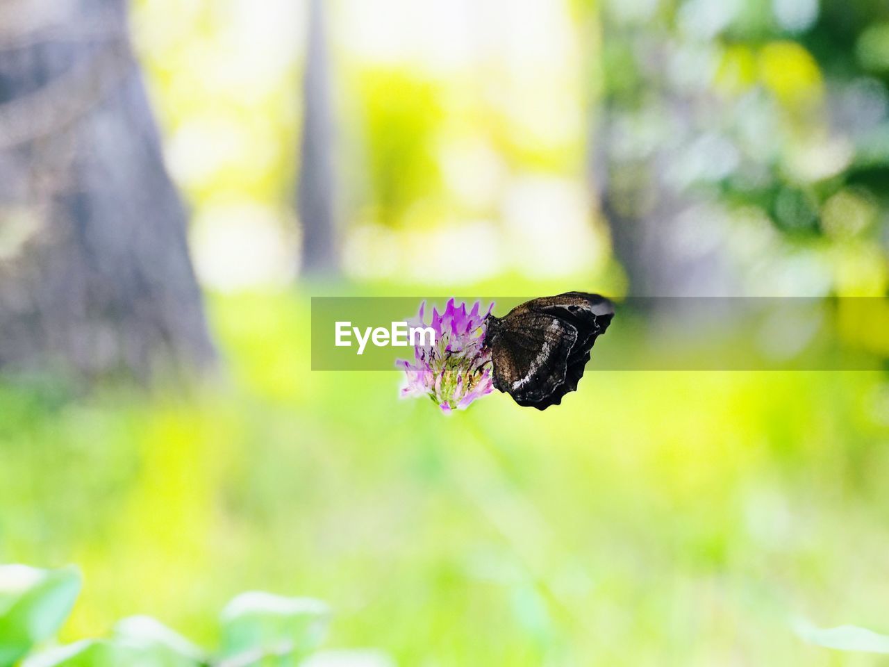 CLOSE-UP OF BUTTERFLY ON FLOWER