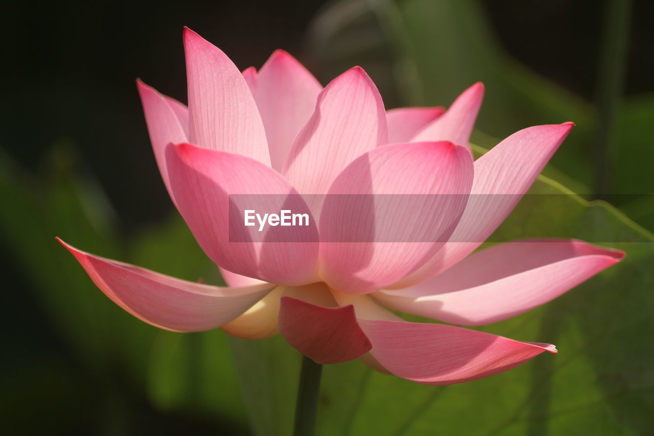 flower, flowering plant, aquatic plant, plant, pink, water lily, beauty in nature, freshness, proteales, petal, close-up, lotus water lily, pond, leaf, nature, inflorescence, flower head, plant part, water, lily, fragility, macro photography, no people, focus on foreground, outdoors, growth, tropical climate, blossom, magenta, springtime