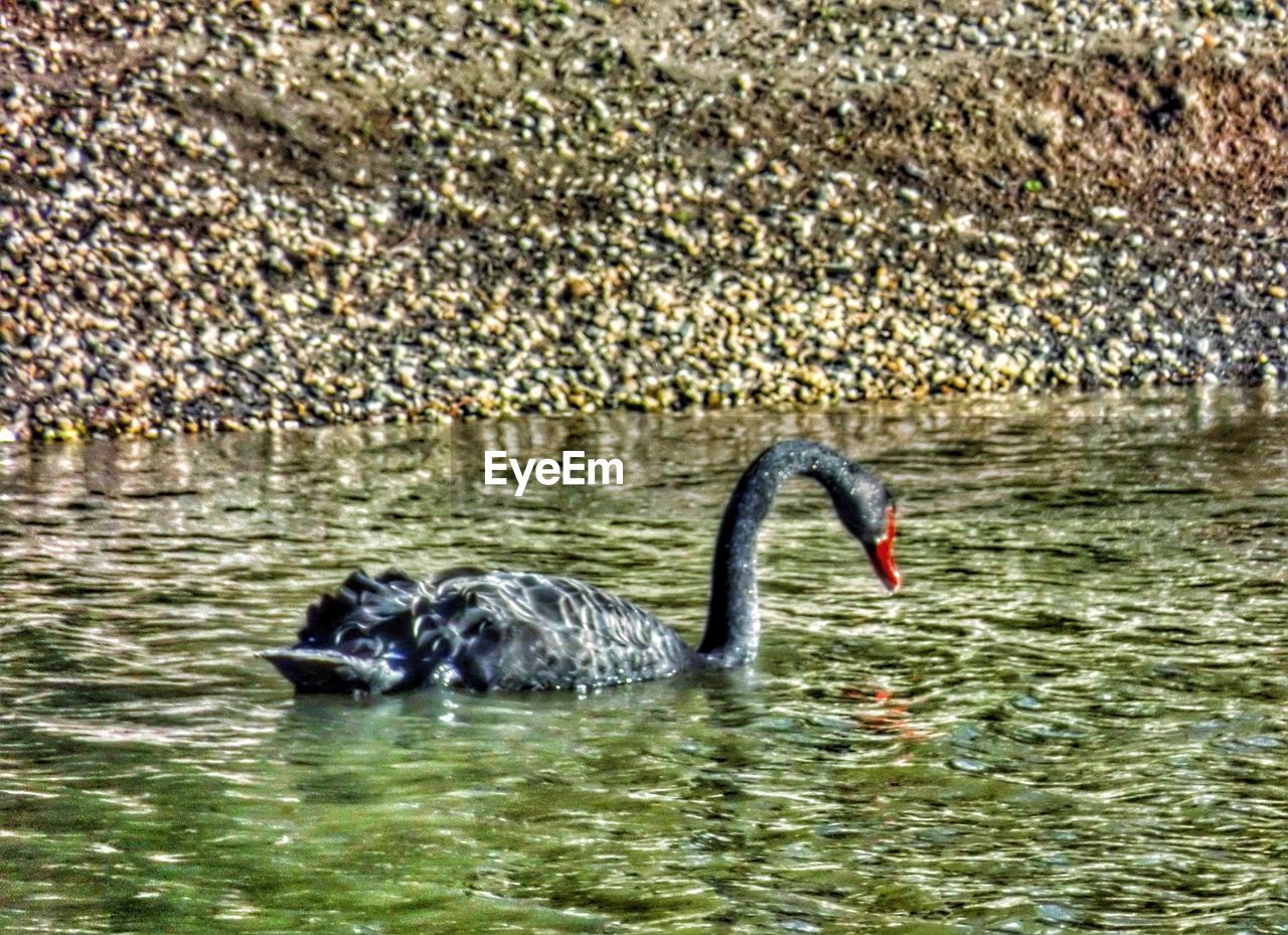 BIRDS IN WATER