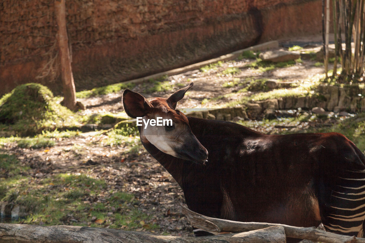 Okapi standing on field at forest