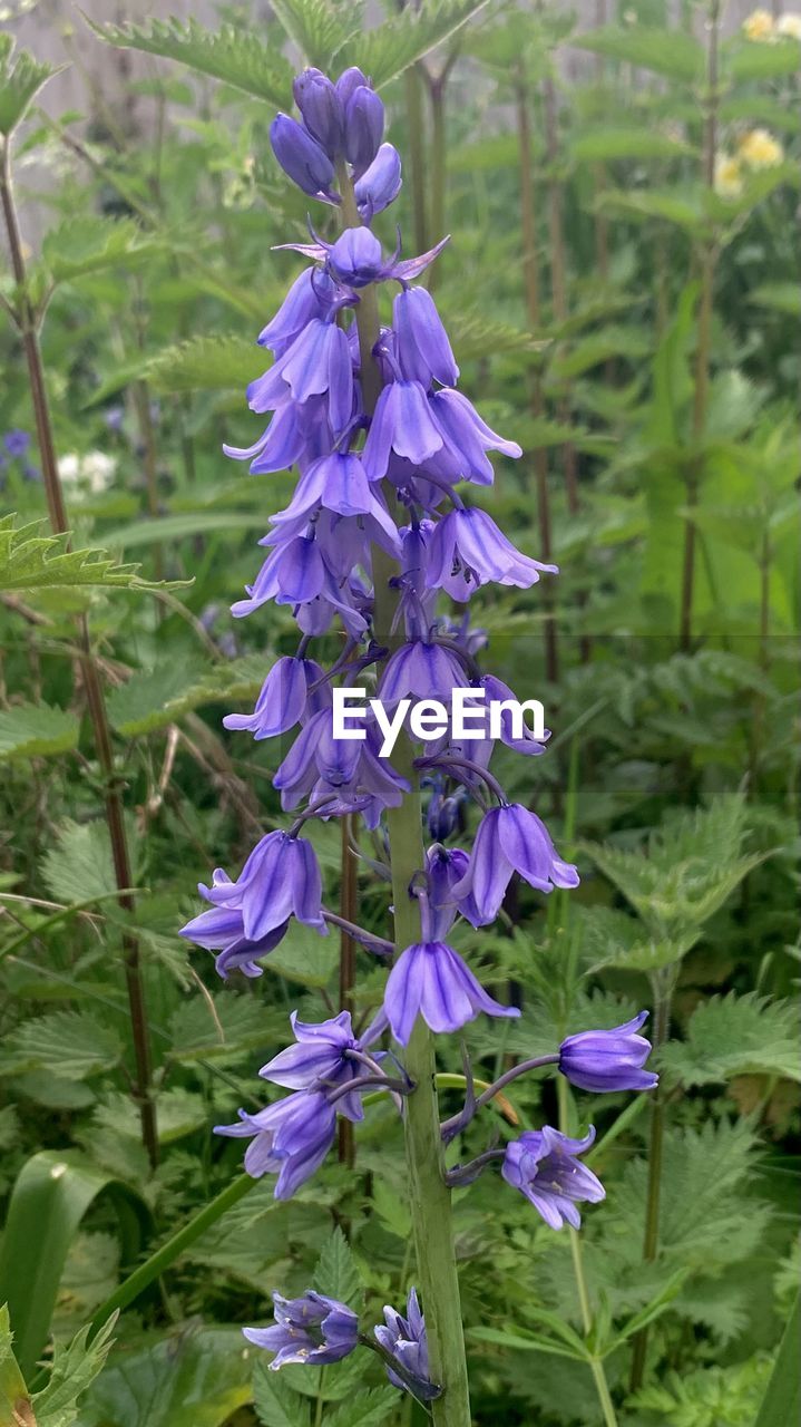 plant, flower, flowering plant, purple, beauty in nature, growth, freshness, fragility, nature, close-up, petal, plant part, leaf, day, no people, focus on foreground, inflorescence, wildflower, botany, blossom, flower head, land, green, outdoors, springtime