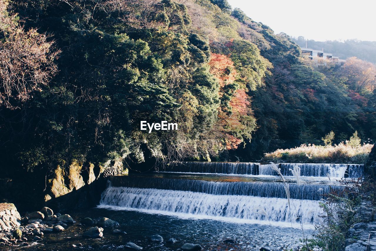 Scenic view of river amidst trees