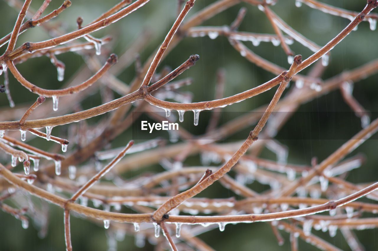 Close-up of plant against blurred background