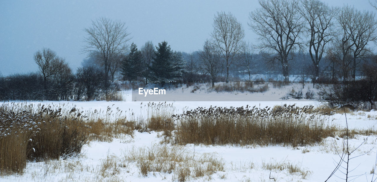 BARE TREES ON FIELD DURING WINTER