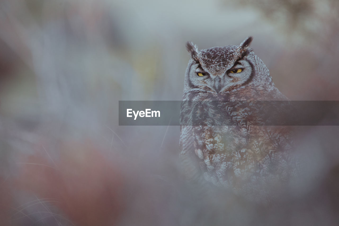 Close-up of owl in forest