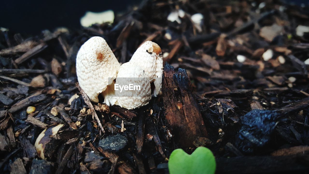 CLOSE-UP OF MUSHROOM GROWING ON WOOD