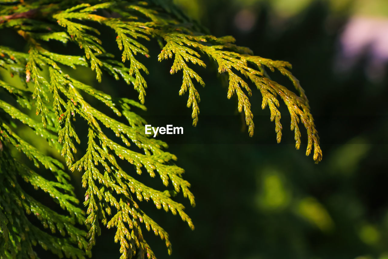 CLOSE-UP OF YELLOW LEAF OUTDOORS