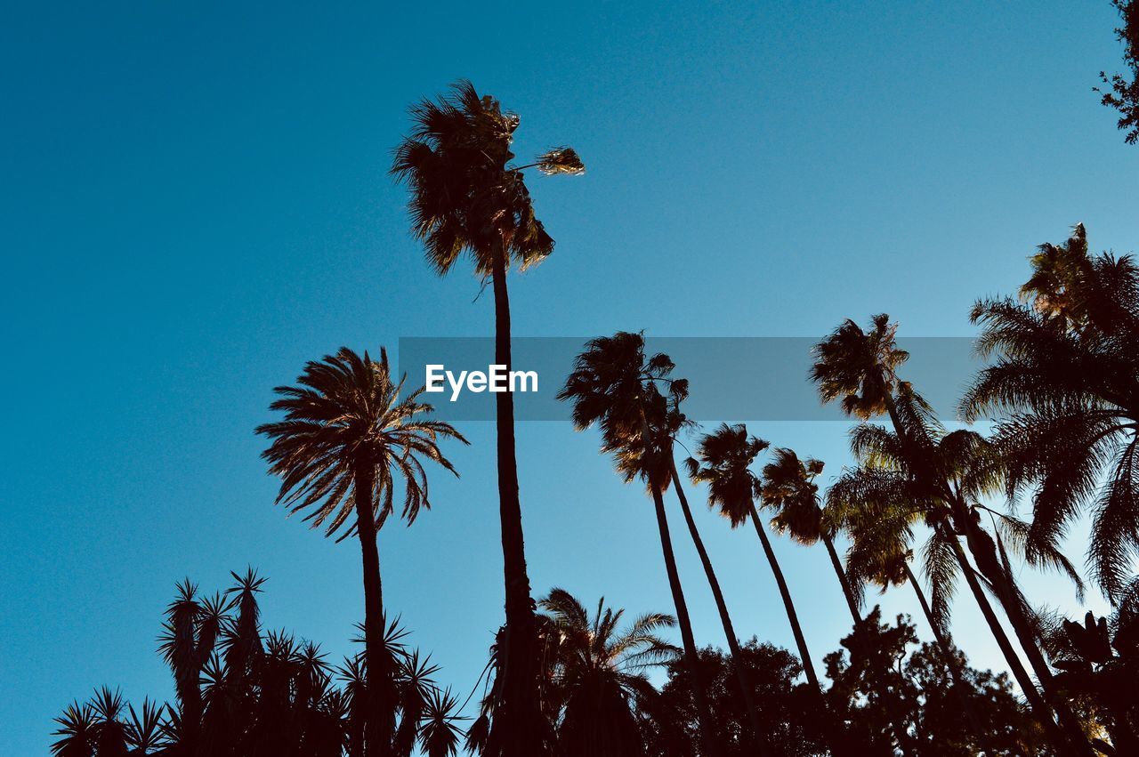 Low angle view of palm trees against clear blue sky