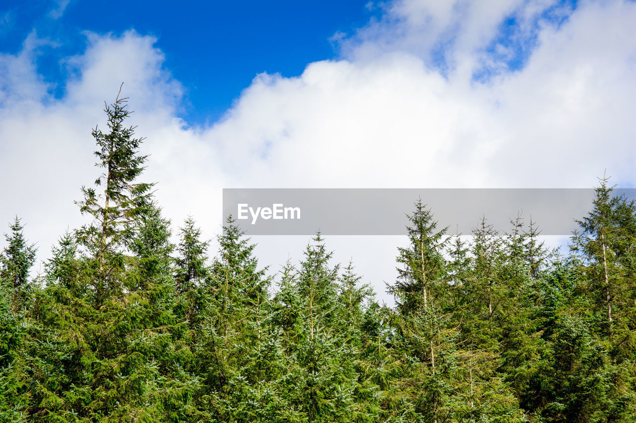 LOW ANGLE VIEW OF TREE AGAINST SKY