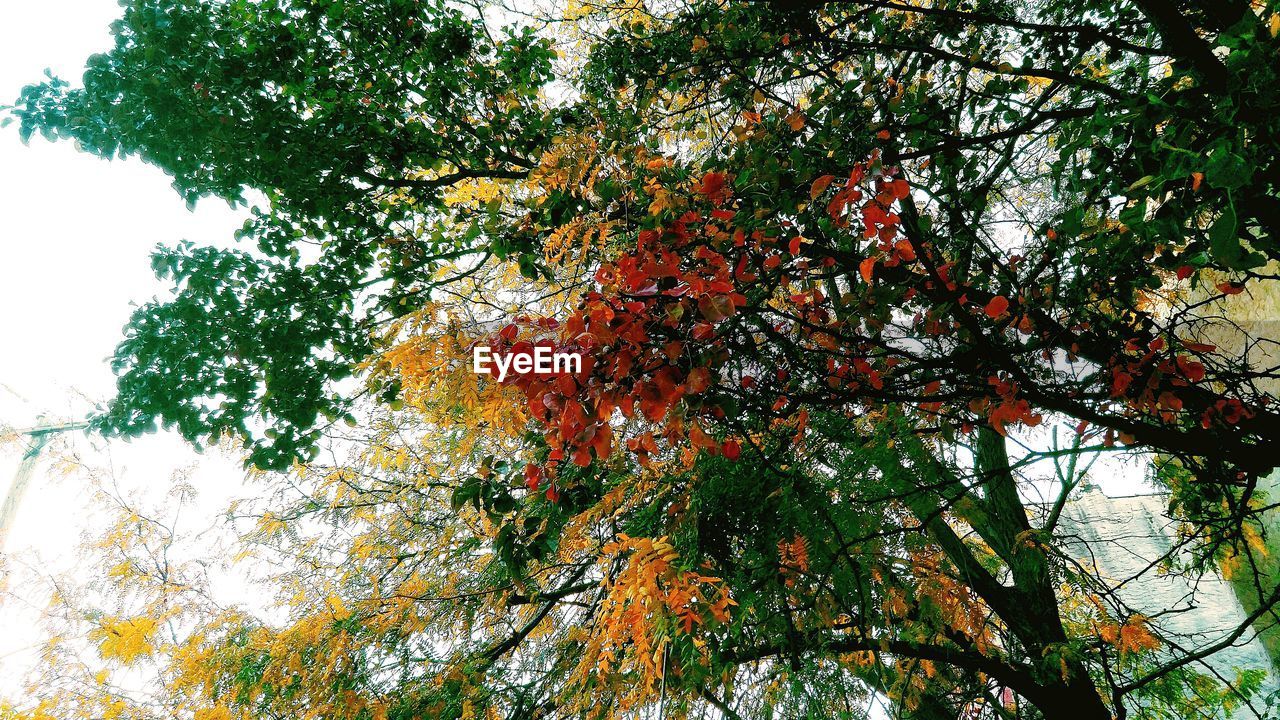 Low angle view of trees growing against sky