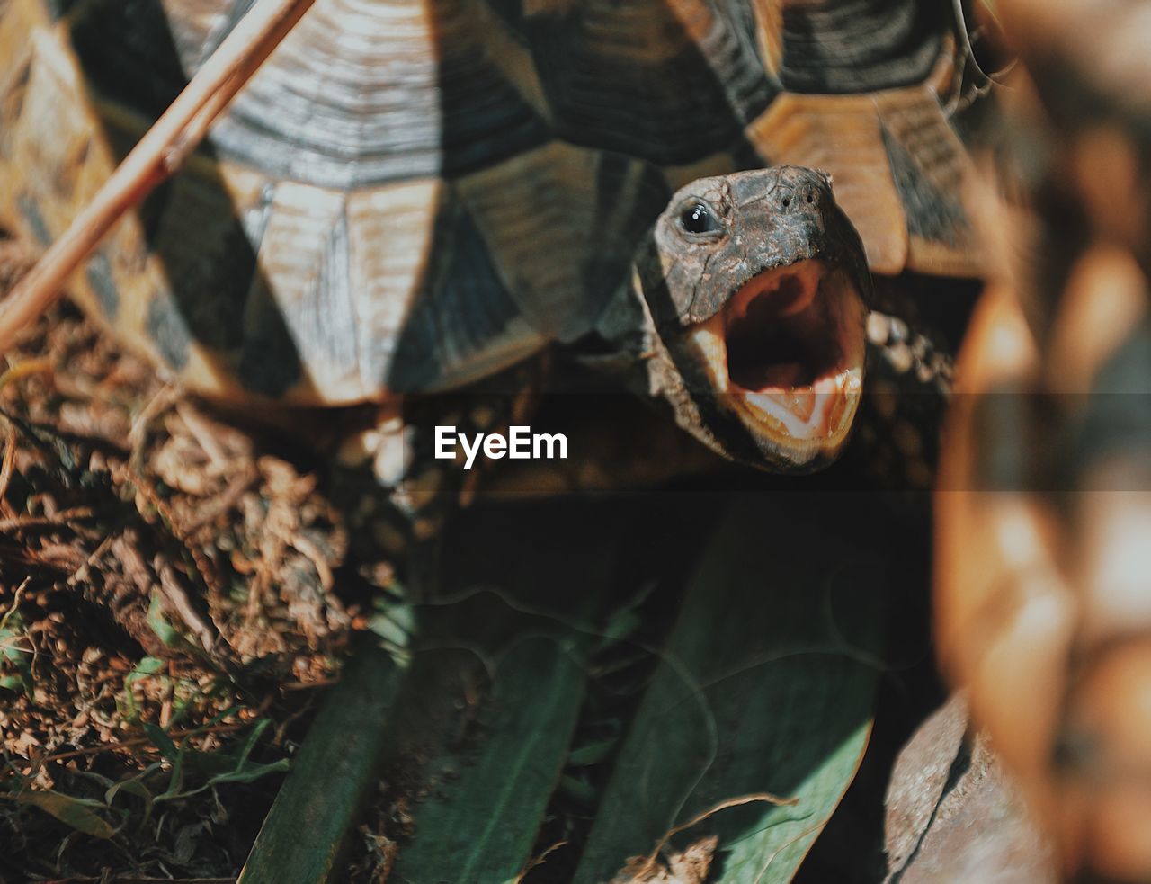 Tortoise yawning 